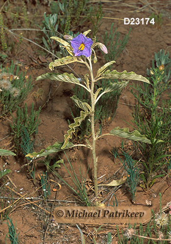 Silverleaf Nightshade (Solanum elaeagnifolium)